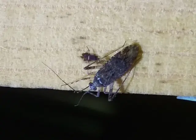 Phytocoris