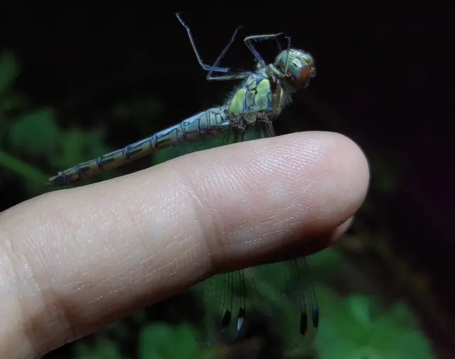 Sympetrum striolatum - harántsávos katona-szitakötő