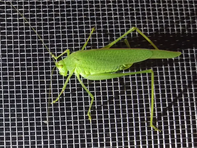 Phaneroptera nana - pontozott repülőszöcske