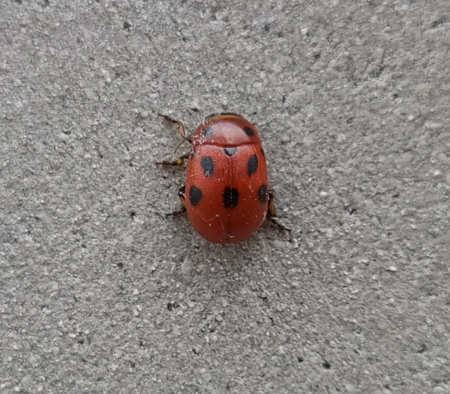 Gonioctena fornicata - közönséges lucernabogár