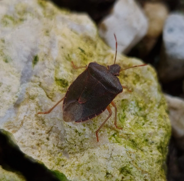Palomena prasina - zöld bogyómászó-poloska Palomena prasina - zöld bogyómászó-poloska
