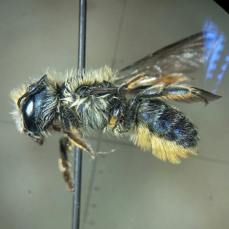 Osmia brevicornis