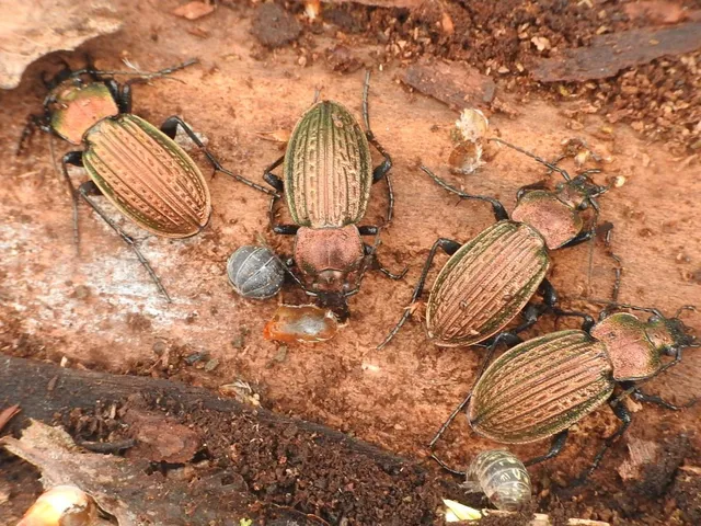 Carabus ulrichii - rezes futrinka