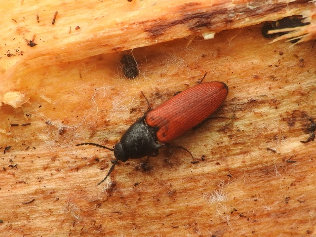 Ampedus