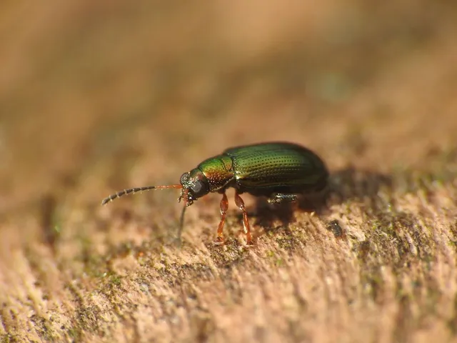 Crepidodera pluta - rezes fűzbolha