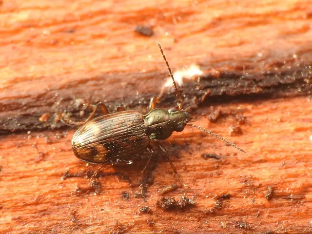 Bembidion dentellum - sárgaszalagos gyorsfutó