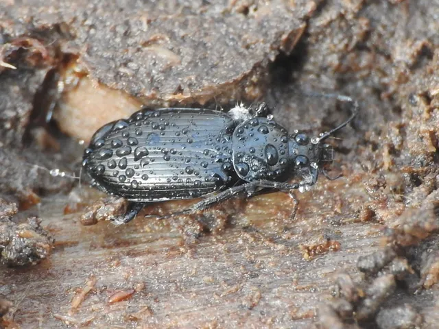 Agonum duftschmidi - széleshátú kisfutó