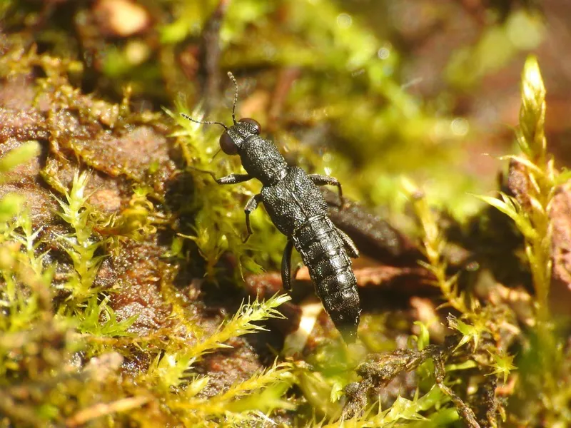 Stenus fossulatus - aranyszőrű szemesholyva
