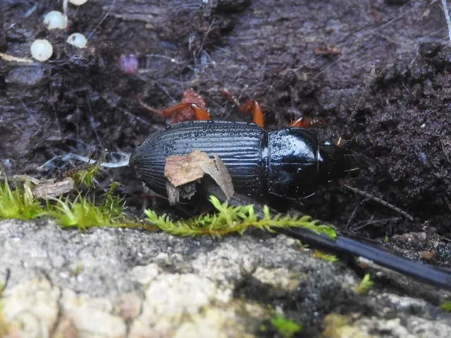 Anisodactylus binotatus - mocsári homlokjegyesfutó
