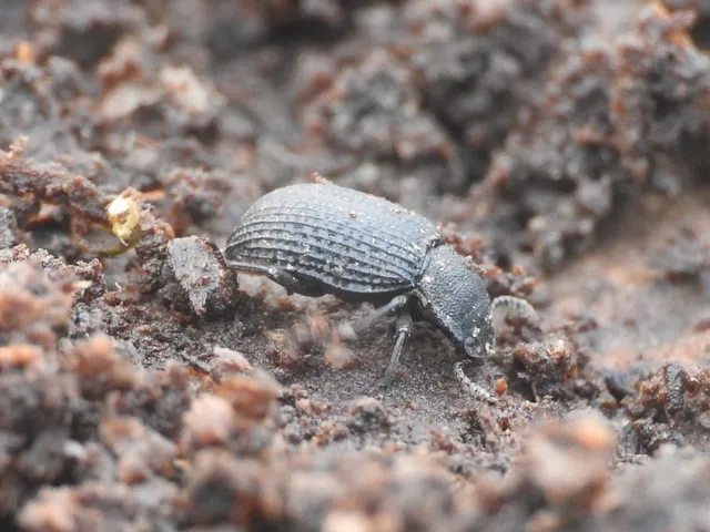 Bolitophagus reticulatus - bordás taplóbogár Bolitophagus reticulatus - bordás taplóbogár