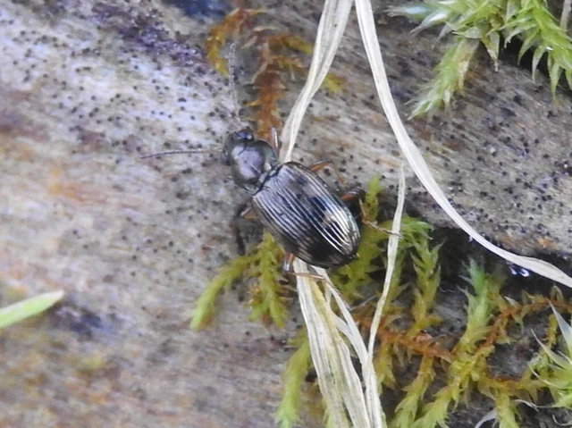 Bembidion dentellum - sárgaszalagos gyorsfutó