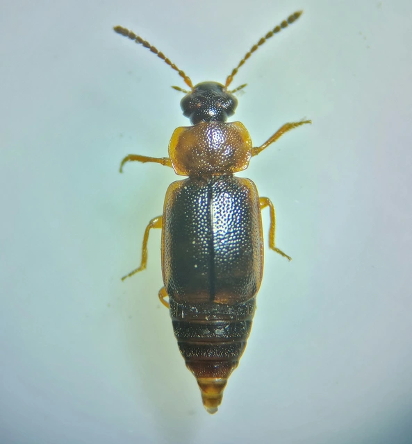 Anthobium atrocephalum - feketésfejű felemásholyva
