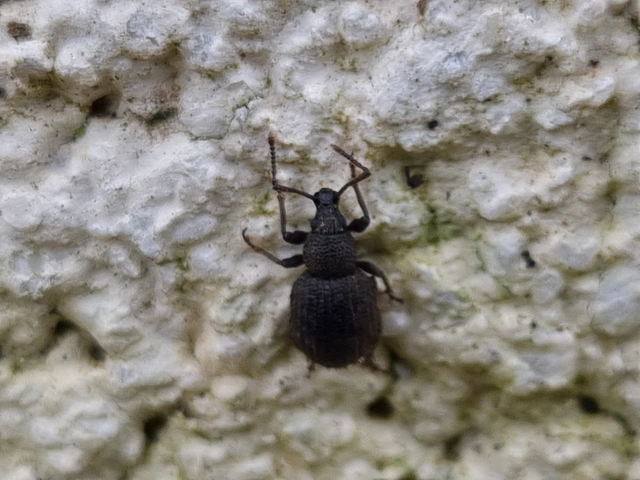 Otiorhynchus hystrix - sörtés gyalogormányos