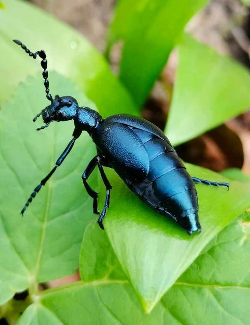 Meloe violaceus - kék nünüke