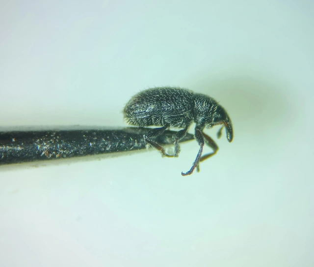 Gymnetron stimulosum - feketelábú veronikaormányos