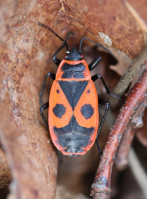 Pyrrhocoris apterus - verőköltő poloska