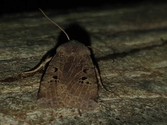 Conistra rubiginosa - szürke télibagoly