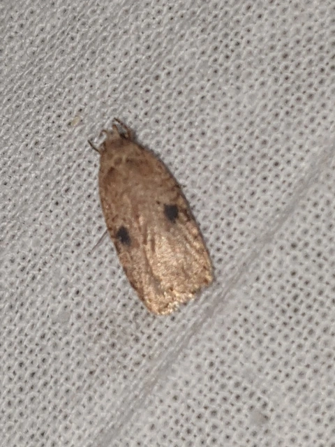 Agonopterix