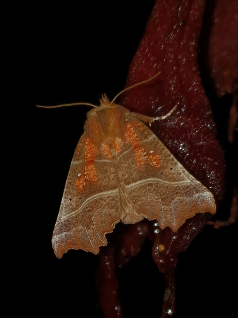 Scoliopteryx libatrix - vörös csipkésbagoly