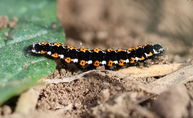 Ethmia candidella - őszi feketemoly