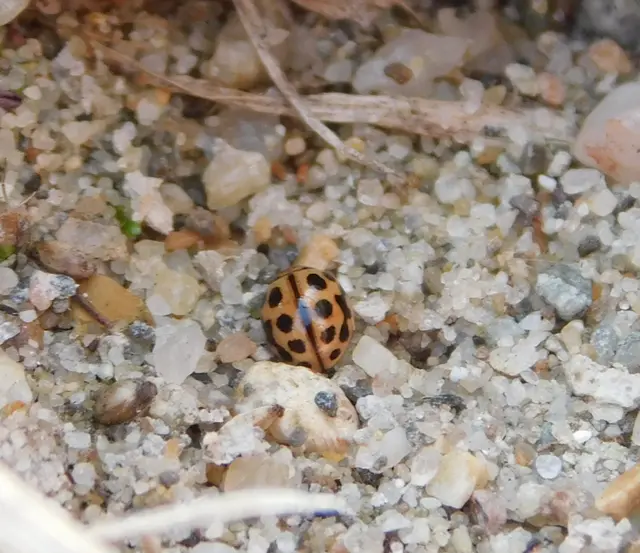 Tytthaspis sedecimpunctata - tizenhatpettyes katica