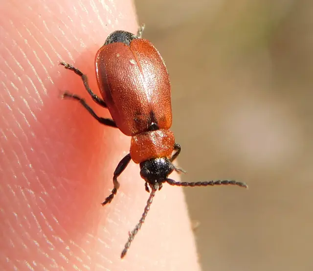 Galeruca melanocephala - lapos olajosbogár