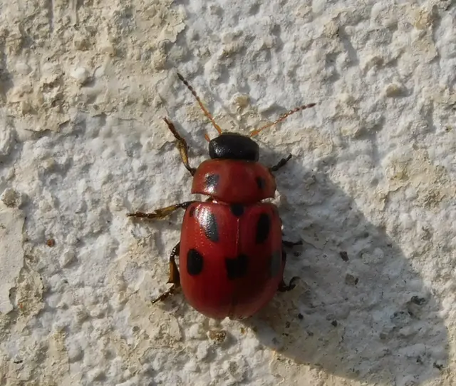 Gonioctena fornicata - közönséges lucernabogár