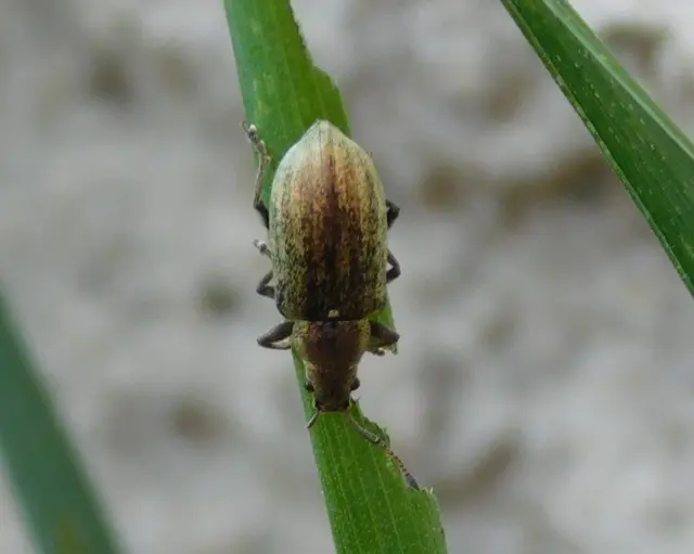 Phyllobius pyri - gyümölcsfa-levélormányos