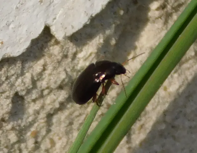 Amara Amara
