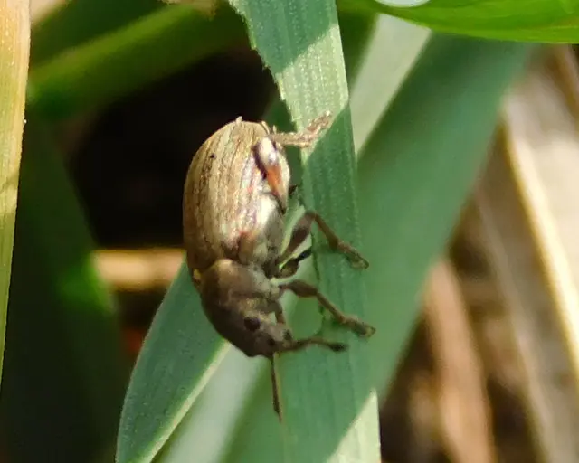 Peritelus familiaris - nagy kendermagbogár