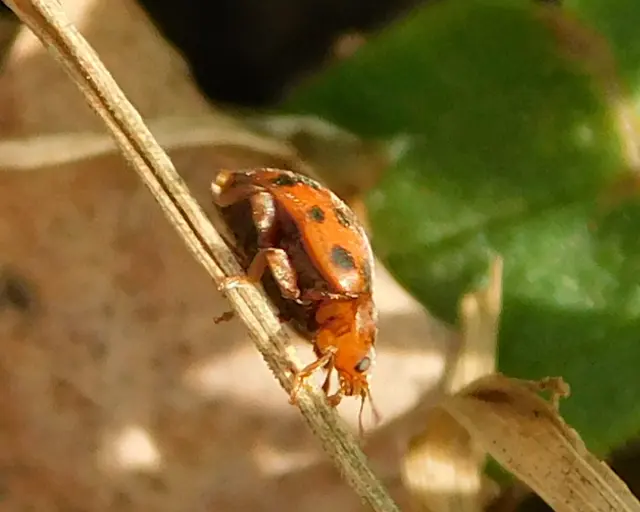Subcoccinella vigintiquatuorpunctata - lucernaböde