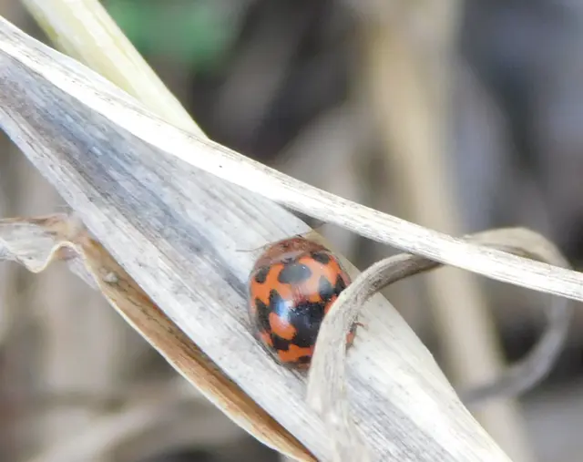 Subcoccinella vigintiquatuorpunctata - lucernaböde