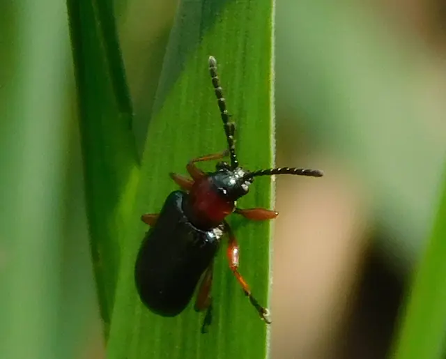 Oulema melanopus/duftschmidi