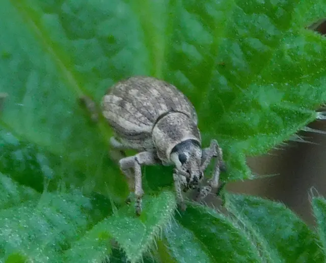 Peritelus familiaris - nagy kendermagbogár