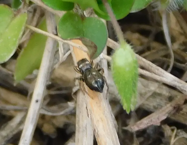 Heliophanus
