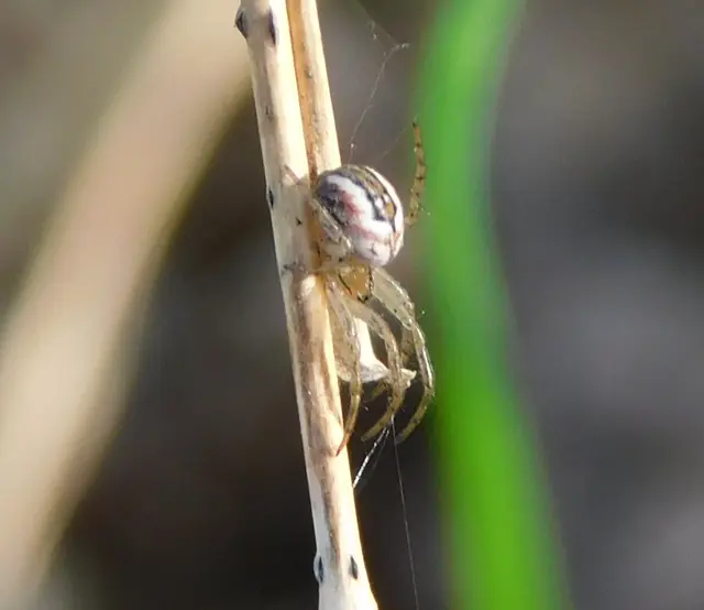 Mangora acalypha - réti keresztespók