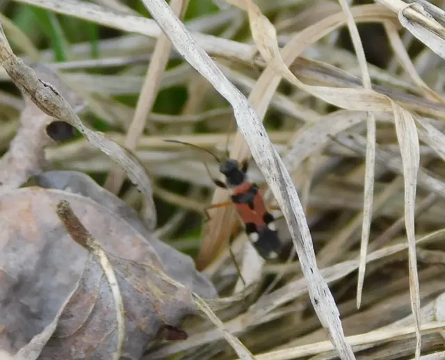Beosus quadripunctatus - pettyes homokibodobács