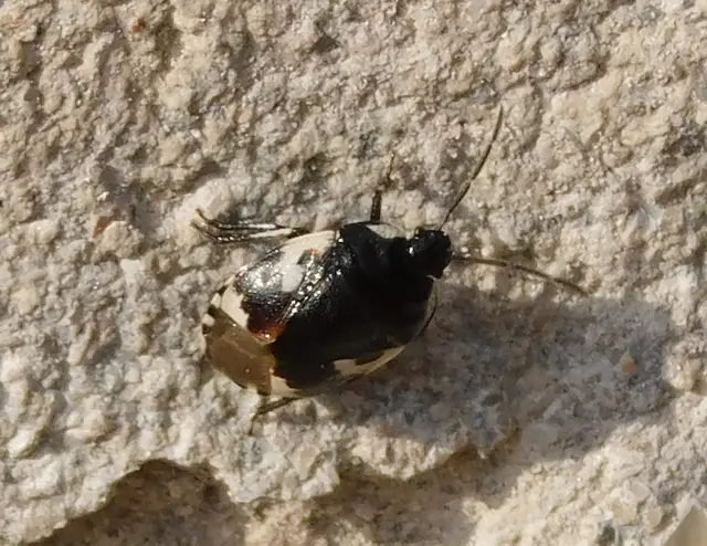 Tritomegas bicolor - foltos földipoloska