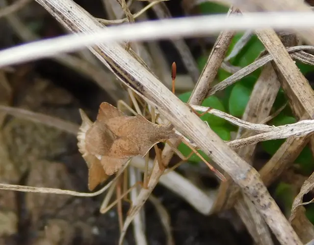 Syromastus rhombeus - vitorlás karimáspoloska
