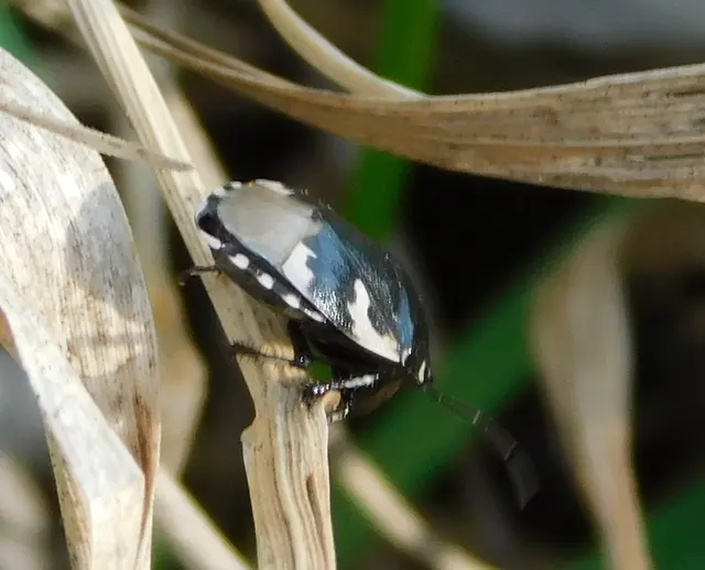 Tritomegas bicolor - foltos földipoloska