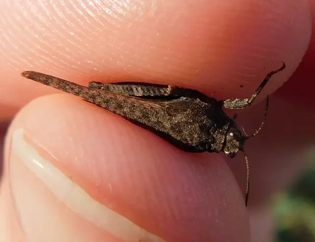 Tetrix subulata - közönséges tövishátúsáska