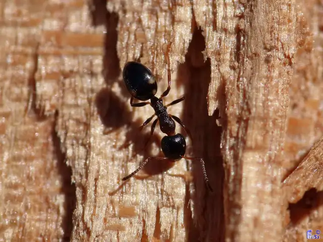 Dolichoderus quadripunctatus - négypettyes erdeihangya