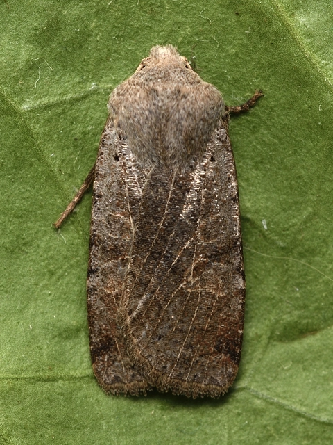 Conistra rubiginosa - szürke télibagoly