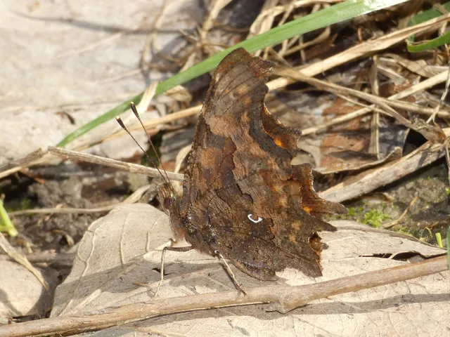 Nymphalis c-album - C-betűs lepke