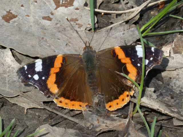 Vanessa atalanta - atalantalepke