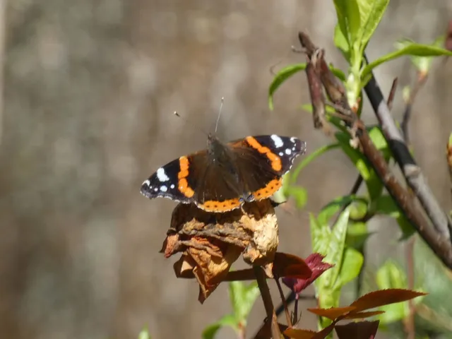 Vanessa atalanta - atalantalepke