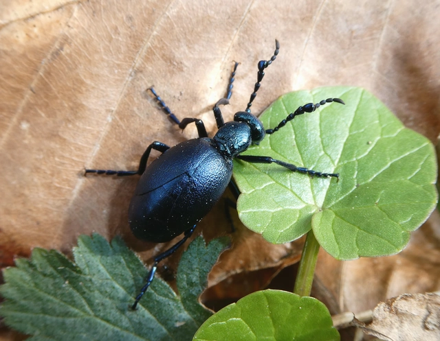 Meloe violaceus - kék nünüke