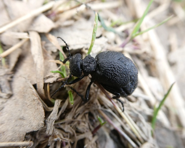 Meloe rugosus - ráncos nünüke