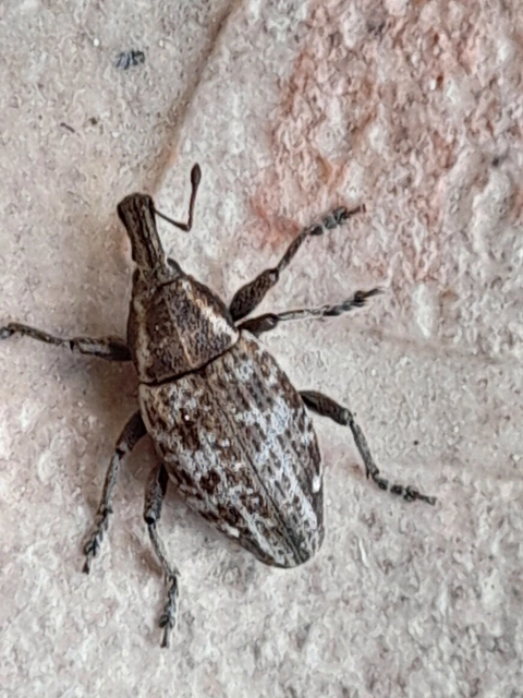 Lepyrus capucinus - pettyes fűzormányos