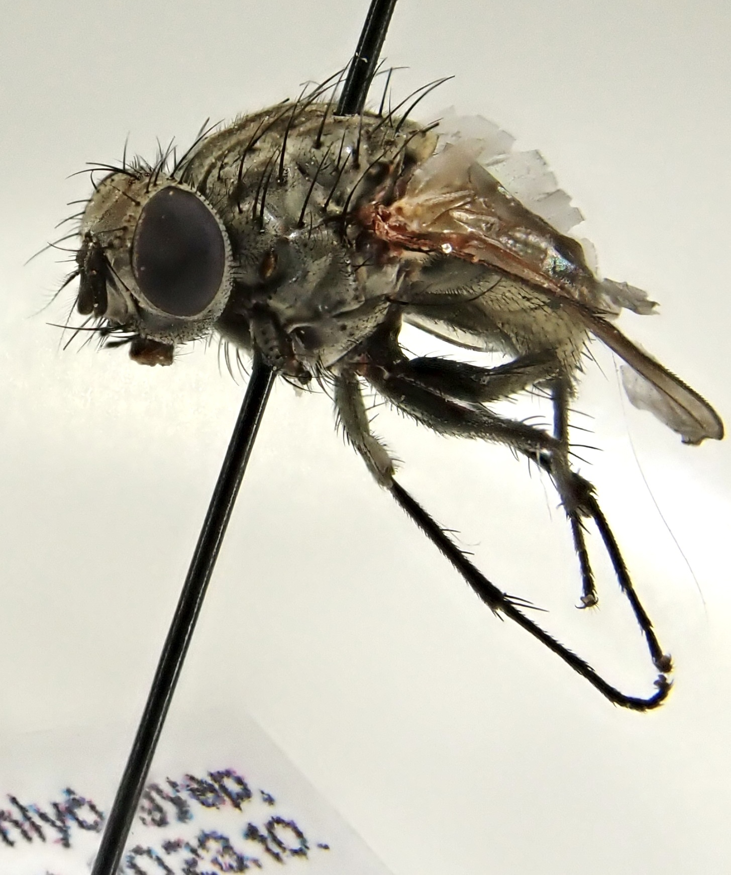 Helina pubescens